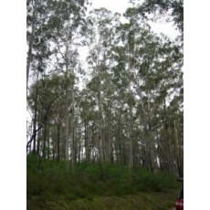Eucalyptus bosistoana Eucalyptus bosistoana